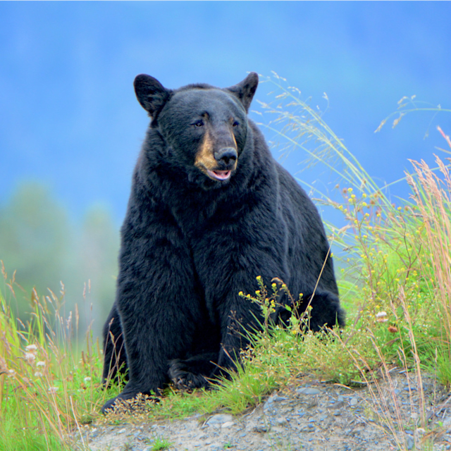 Bears