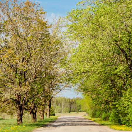 Spring