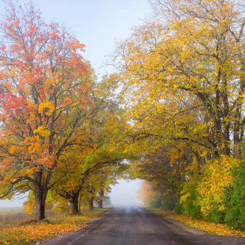 Fall