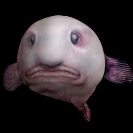 blobfish - Imgflip