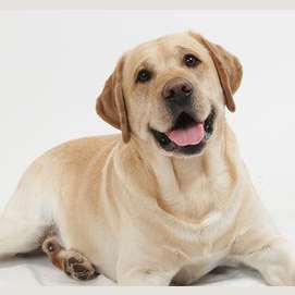 Which Food Wars Shokugeki No Soma Character Are You The following is the entire cast of shokugeki no soma. which food wars shokugeki no soma