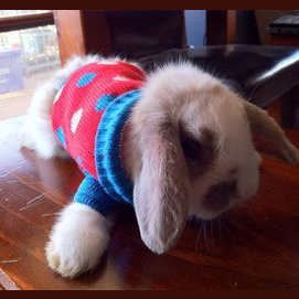 bunnies in sweaters