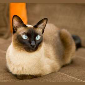Which Cat Breed Is Your Personality