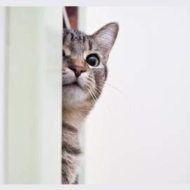 Which Cat Breed Is Your Personality