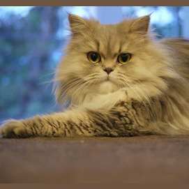 What Kind Of Cat Are You