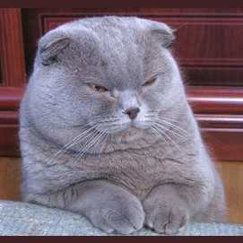 What Kind Of Cat Are You