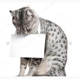 What Breed Of Cat Are You