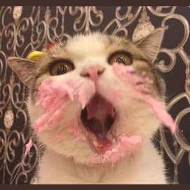 What Breed Of Cat Are You