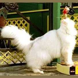 What Kind Of Cat Breed Are You