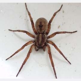 Spiders!