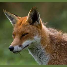 Cunning