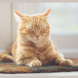 J'adore la solitude