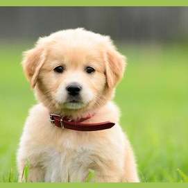Puppy