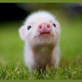 Piglet