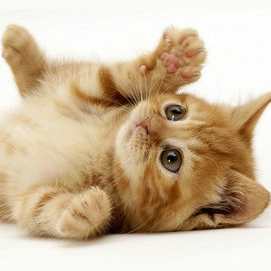 Kitten