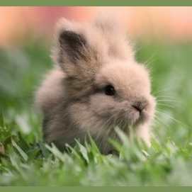 Bunny