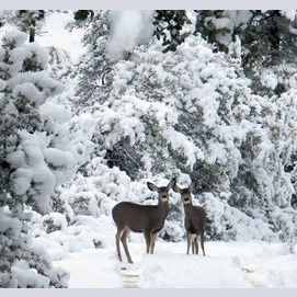 Snowy