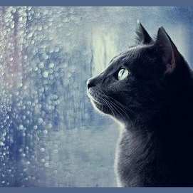 Rainy
