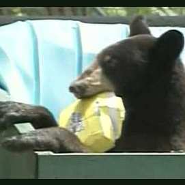 Bear