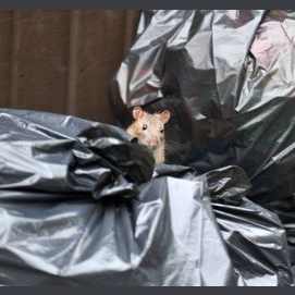 Rat