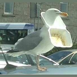 Seagull