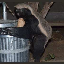 Honey Badger