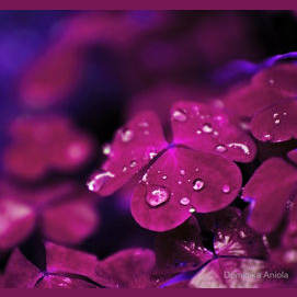 Violet