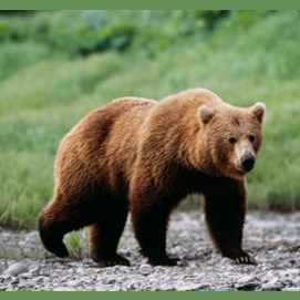 Bear