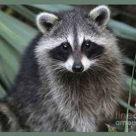 Racoon