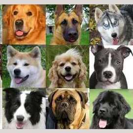 Perros