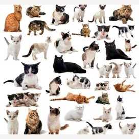 Gatos