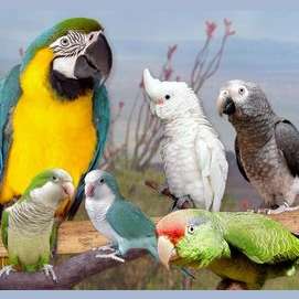 Aves