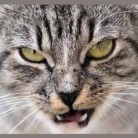 Bossy and mean