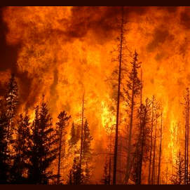 Forest Fire