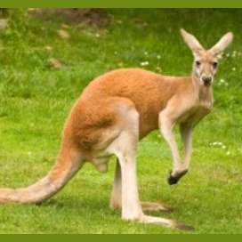 Kangaroo 