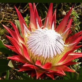 Protea