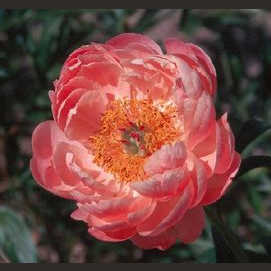 Peony