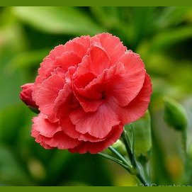 Carnation