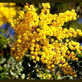 Golden Wattle