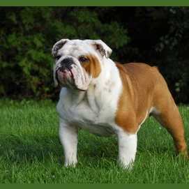 Bull(dog)