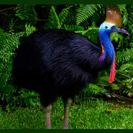 Is this even a bird?