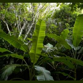 This lush forest