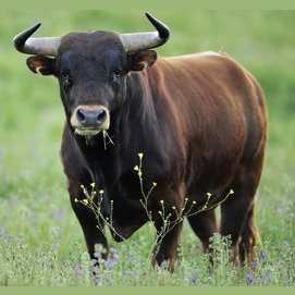 Bull