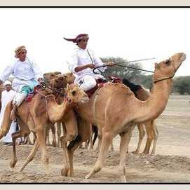 Camel Racing