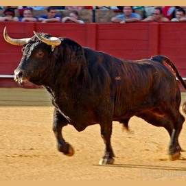 Bull