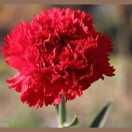 Red Carnation