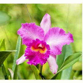  Cattleya Orchid