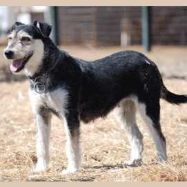 Carea Castellano Manchego