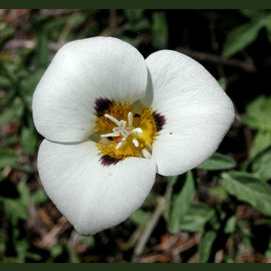 White Mariposa Lily