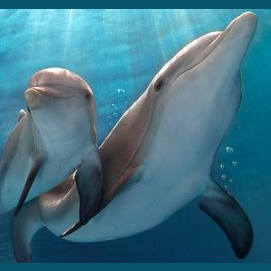 Dolphin